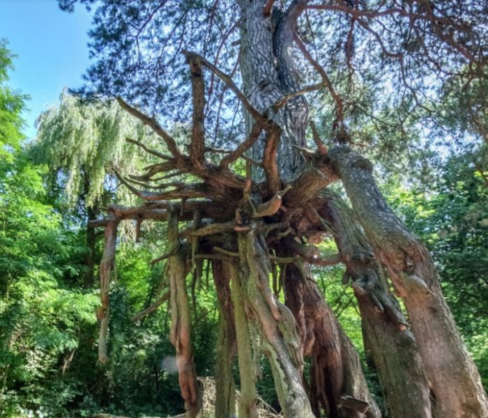 Pine on Stilts